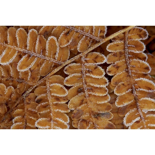 USA, Michigan, Brachen fern section with frost